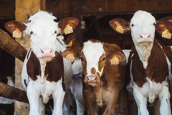 animale-de-ferma-1_m