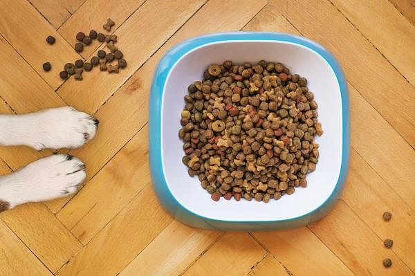 dry-dog-food-5198627_1280_m