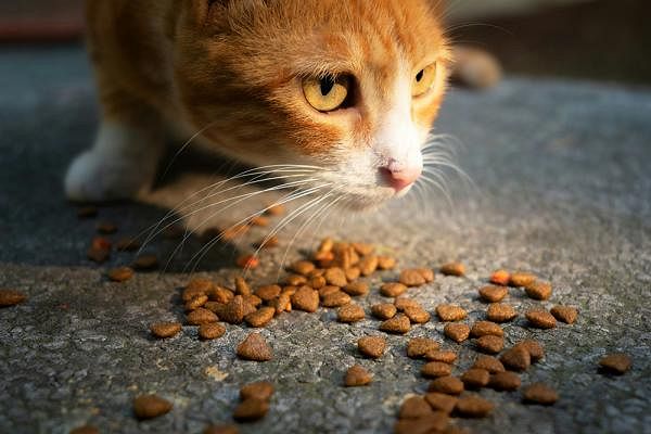 food-cat_m
