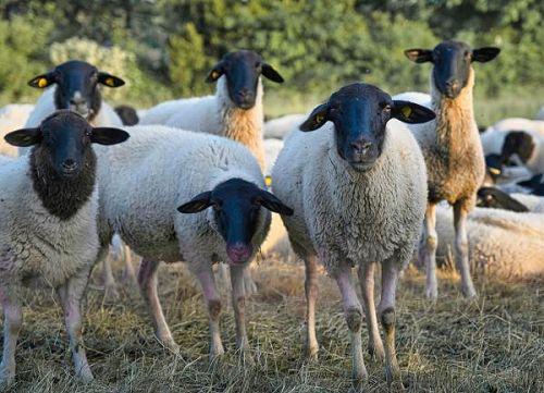 Ce înseamnă hrană de calitate pentru animalele de fermă? Cum îți crești productivitatea cu produse premium de la Grandy