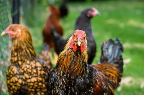 Hrana potrivită pentru păsările tale: Cum alegi corect furajul pentru găini, rațe, curci și păsări de colivie?